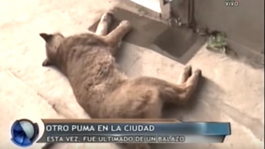 Bahía Blanca: una mujer encontró un puma muerto en el patio de su casa