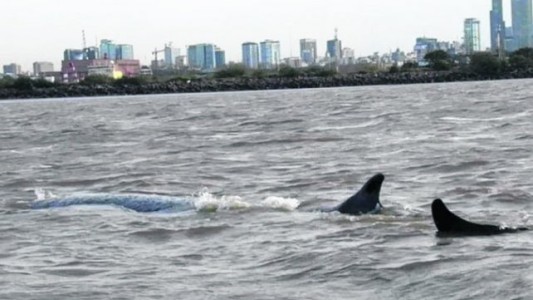 Creen que "es inminente" la muerte de la ballena encallada en Dock Sud