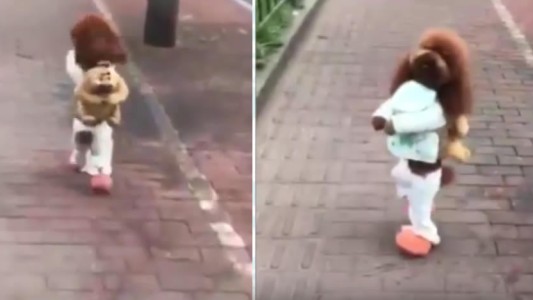 La crueldad animal detrás del video viral del caniche que camina sobre dos patas