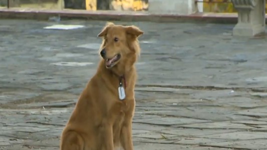 Lanzan una votación en la Ciudad para que las mascotas puedan entrar a bares y restaurantes