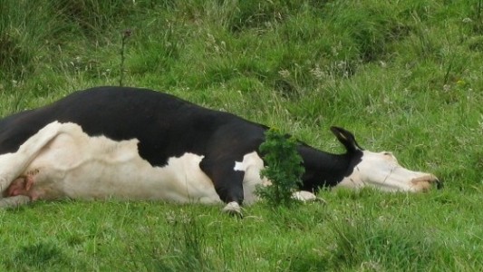 Empresa chaqueña exportará a la India la vacuna contra la "tristeza bovina"