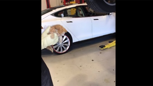 El increíble rescate de un gato atrapado en el motor de un auto