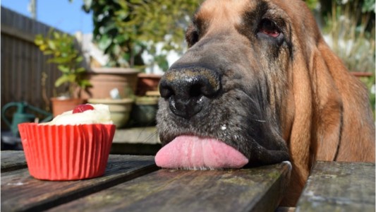 Fotos: eligieron a los 10 perros más hermosos del mundo