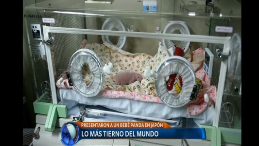 El bebé panda nacido en Japón goza de buena salud