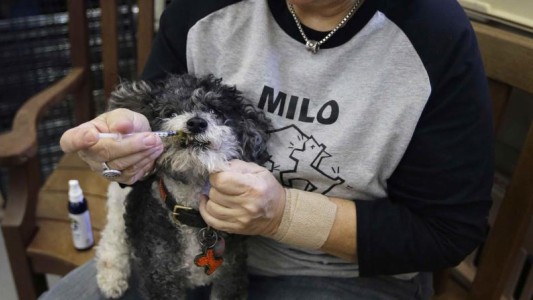 Crece fuerte en Estados Unidos el mercado de cannabis para las mascotas