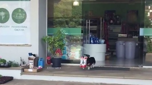 #EsViral El perro que va solo a buscar alimento a la tienda de mascotas