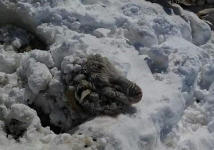 Chubut: rescatan ovejas tapadas de nieve