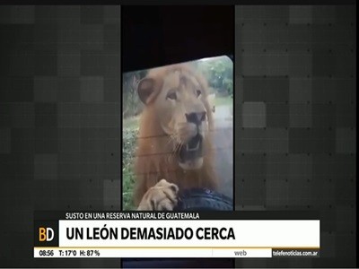 Un león demasiado cerca