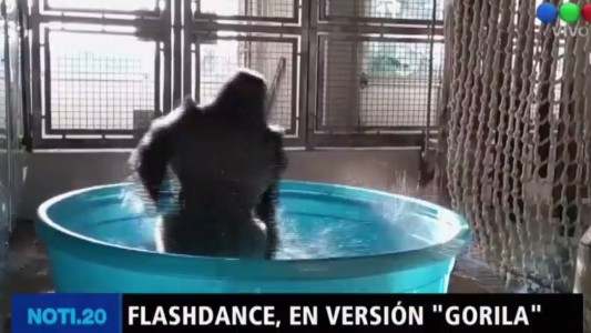 Flashdance en versión gorila
