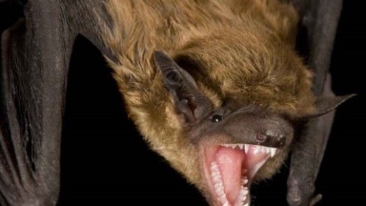 Alerta por murciélagos con rabia: recomiendan vacunar mascotas en la Provincia de Buenos Aires