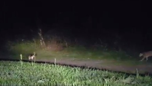 VIDEO: Un guía turístico filmó a un yaguareté intentando cazar a un zorro en las Cataratas