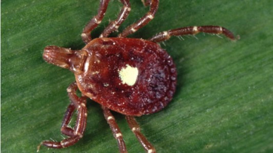 Alerta en Estados Unidos por la picadura de una garrapata que produce alergia a la carne