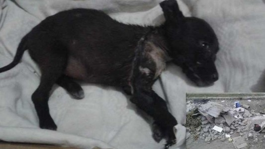 Horror en Tucumán: despellejaron un perro cachorro y lo tiraron en un baldío