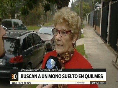Buscan a un mono suelto en Quilmes