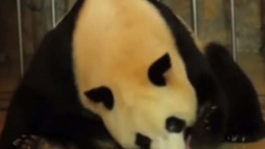Video pura ternura: el momento en el que una mamá panda da a luz a sus dos crías