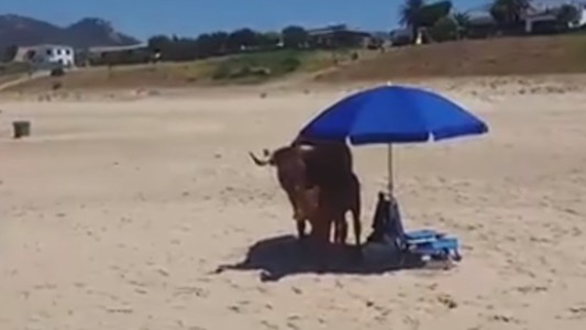 #EsViral Para escapar del calor, una vaca y un ternerito se meten debajo de una sombrilla