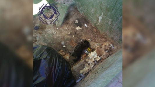 España: detuvieron a un hombre por matar a golpes a un gato recién nacido