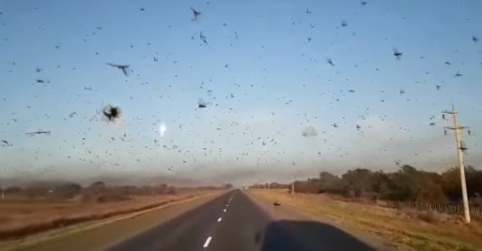 Impresionante invasión de langostas en campos de Chaco y Santiago del Estero