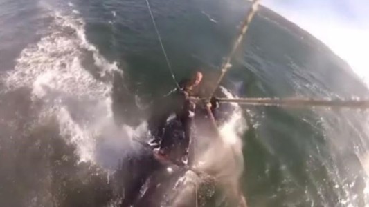 Video: kitesurfer atropelló a una ballena