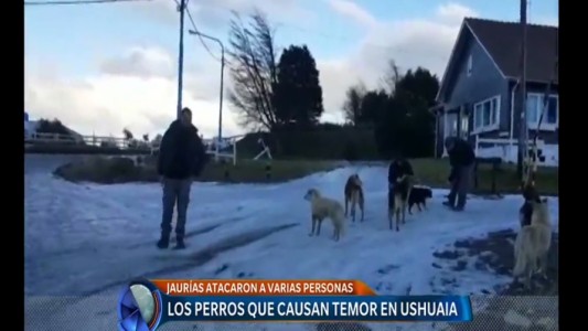 Temor por perros callejeros en Ushuaia: denuncian ataques a personas