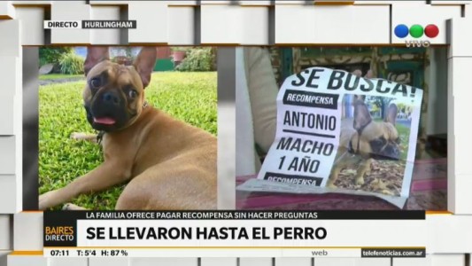 Les robaron hasta el perro
