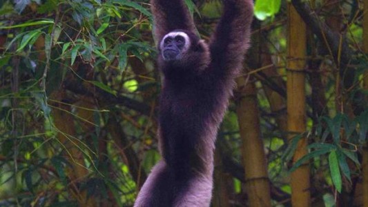 Alarma en la Tierra: científicos creen que el planeta está en la antesala de su sexta "extinción masiva"