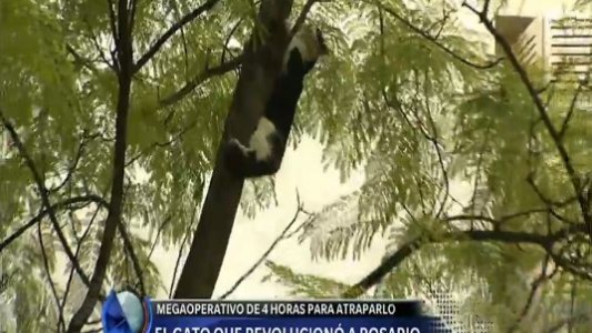 El gato que revolucionó a Rosario