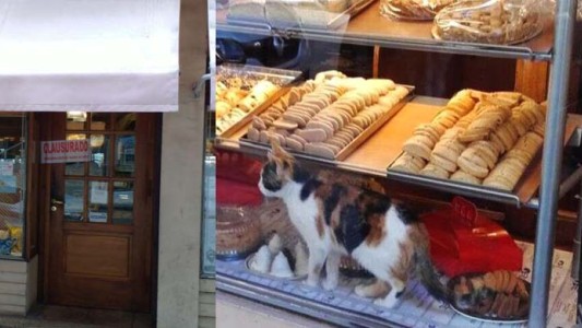 Bahía Blanca: clausuraron una panadería en la que apareció un gato en la vidriera