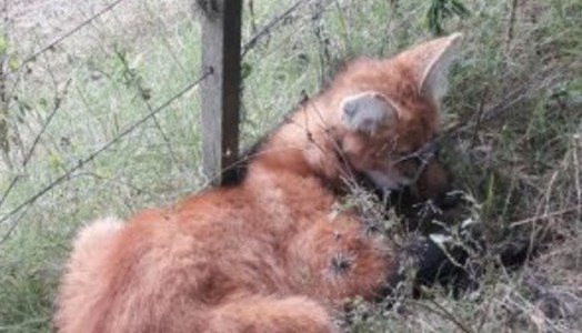 Video: en un campo bonaerense apareció un animal en vías de extinción