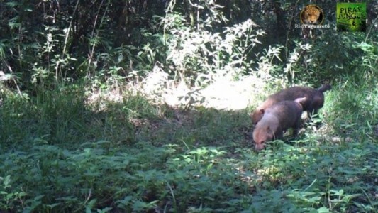 Le sacaron una foto por primera vez en Misiones a una extraña clase de zorro