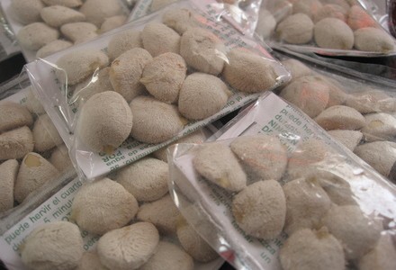 Está grave una mendocina que comió una nuez de la India para adelgazar