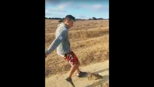 Crueldad sin límites: buscan a un hombre que grabó un video pateando a un conejo y lo viralizó a través de WhatsApp