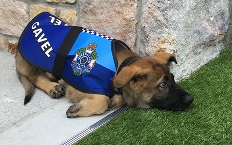 El perro que expulsaron de la policía por ser "muy dulce" consiguió un nuevo trabajo