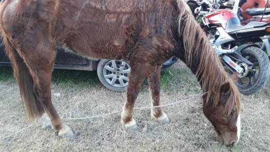 Detuvieron a un hombre que había golpeado salvajemente a un caballo