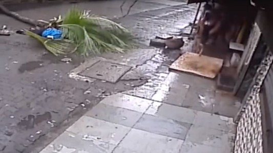 Video: el trágico accidente de una conductora de TV india que murió aplastada por una palmera