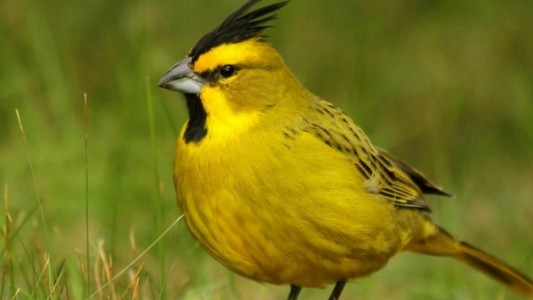 Robaron el único cardenal amarillo que había en Tucumán