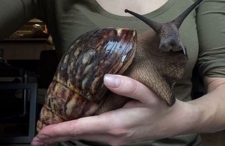 Sorpresa y terror en Estados Unidos por la aparición de un caracol gigante