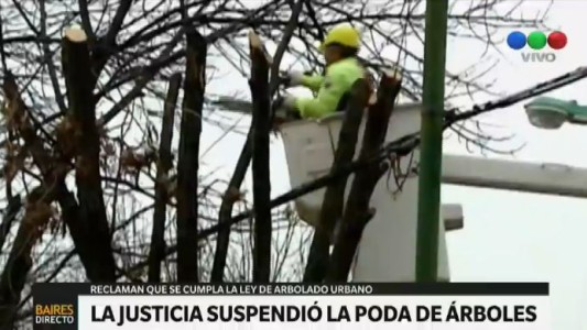 La poda de árboles porteños quedó en suspenso por una orden judicial