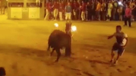 Video de alto impacto: el "suicidio" de un toro con fuego en sus cuernos