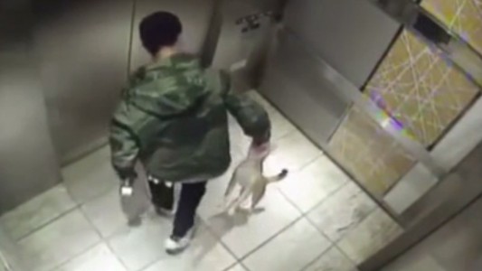Una cámara captó la brutal golpiza de un hombre a su perro de 10 meses