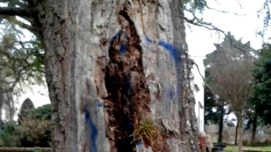 ¿Milagro en Córdoba?: dicen que vieron la Virgen en el tronco de un árbol