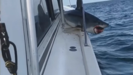 Impresionante: un tiburón saltó a un barco y quedó trabado en la proa