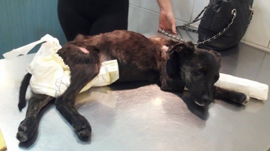 La conmovedora carta de Atila, el perrito rescatado que casi muere por las torturas recibidas