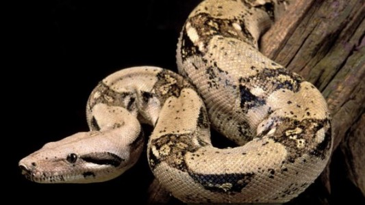 El desesperado llamado de una mujer a Emergencias: “Tengo una boa mordiéndome la cara”