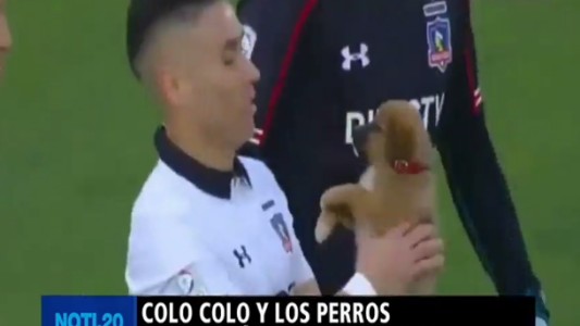 Colo Colo y los perros