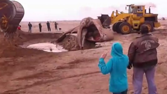 Video: sepultaron a una ballena que apareció muerta en San Clemente