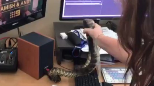 Video: encontró una serpiente en su escritorio