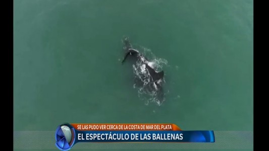 Ballenas en Mar del Plata