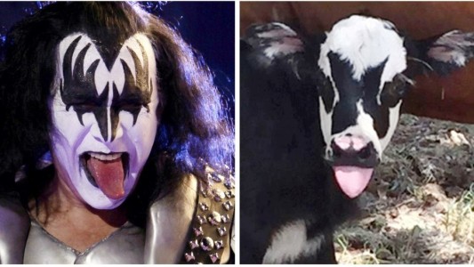 #EsViral El ternero que se parece al cantante de Kiss