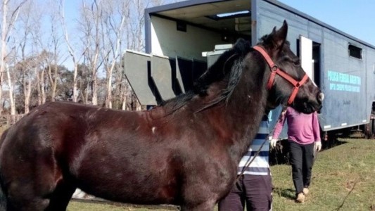 Trasladaron a 5 caballos usados en mateos a centros de rehabilitación